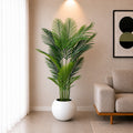Areca Plant (PL1088)