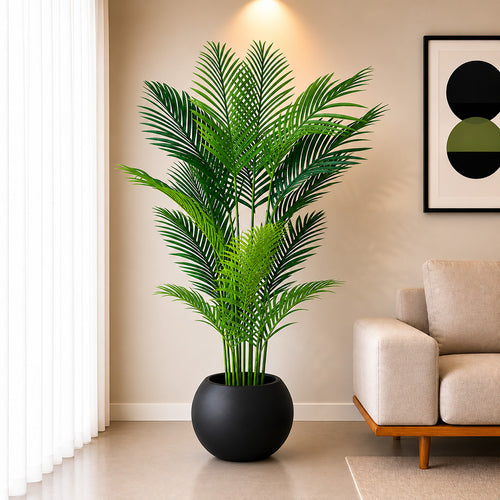 Areca Plant (PL1088)