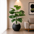 Variegated Plant (PL1092)
