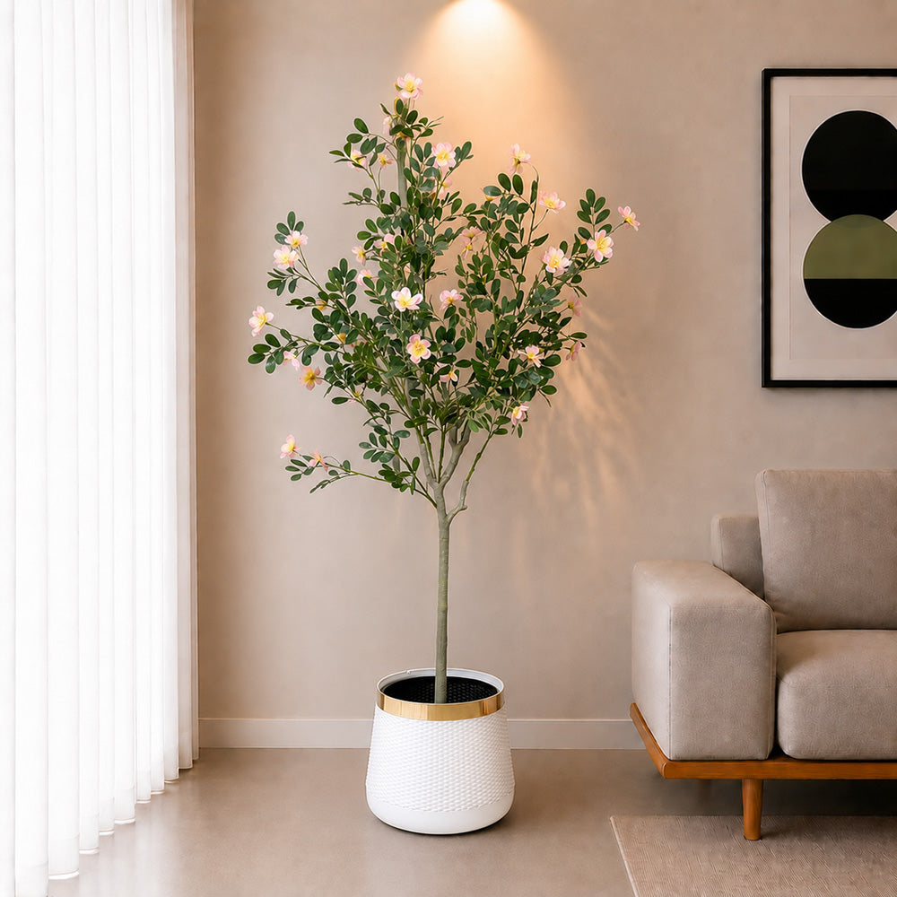 Champa Flower Plant (PL1093)