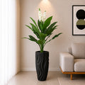 White Champa Flower Plant (PL1094)