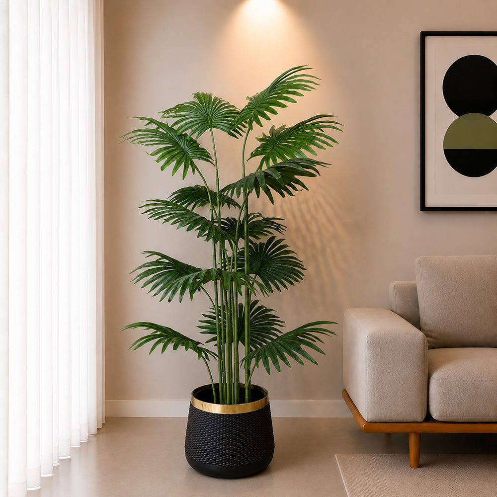 Fan Palm (PL1096)
