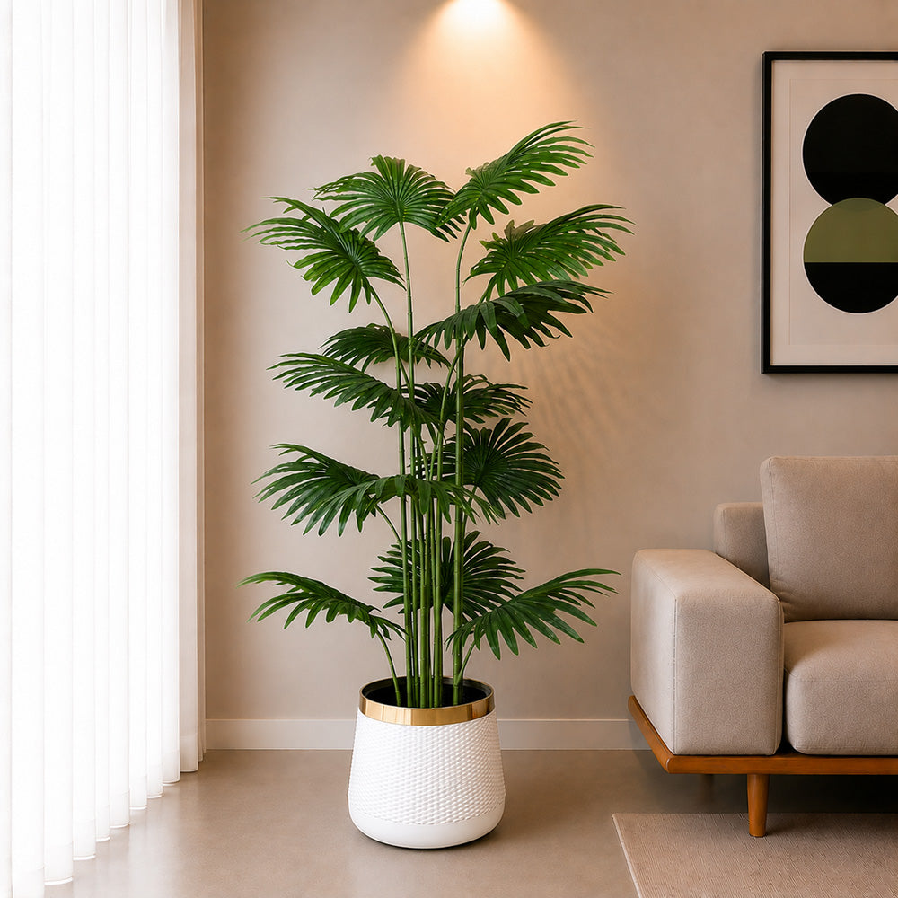 Fan Palm (PL1096)