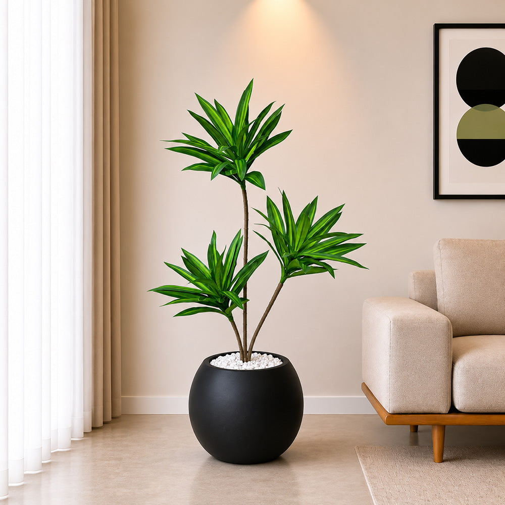 Dracaena Plant (PL1098) With Planter