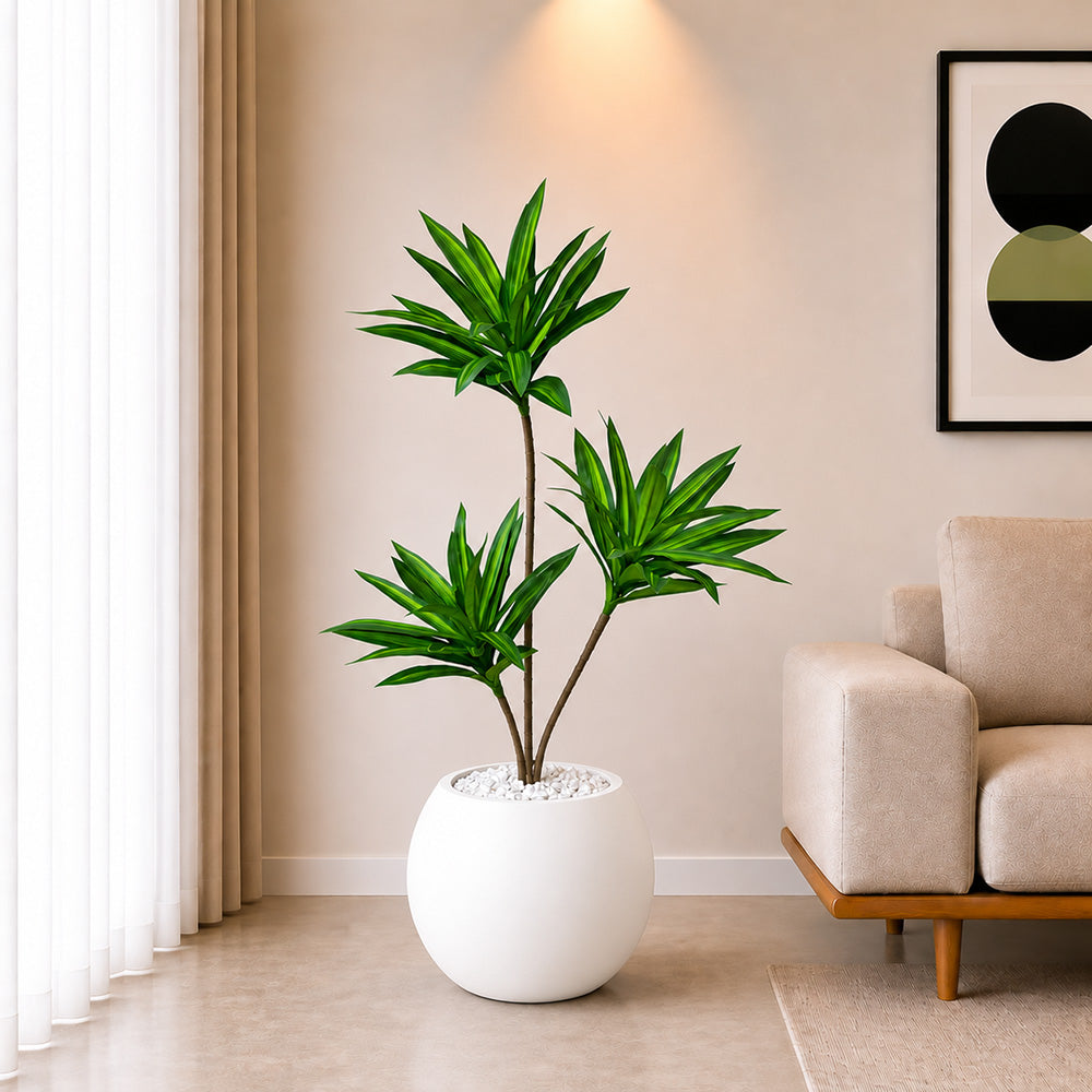 Dracaena Plant (PL1098) With Planter