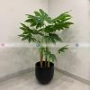 Papaya Plant PL1011