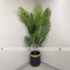 Areca Palm PL1015