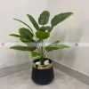 Plant With Fiber Pot PL1018