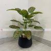 Plant With Fiber Pot PL1025