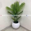 Areca Palm PL1027