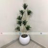Dracaena Plant PL1028