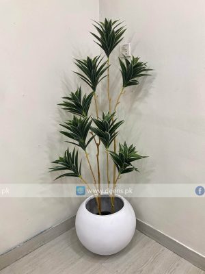 Dracaena Plant PL1028