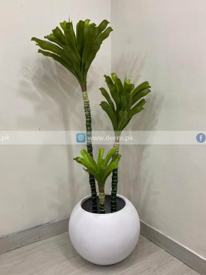 Dracaena Plant PL1029
