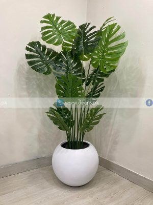Monstera Plant PL1030