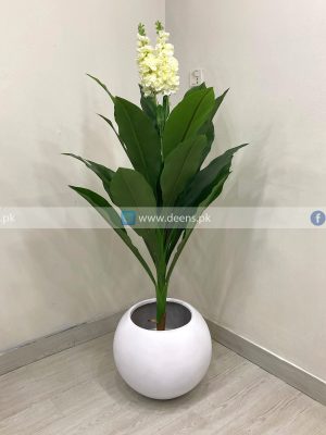 Matthiola Incana PL1031