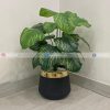 Plant With Fiber Pot PL1032