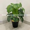 Plant With Fiber Pot PL1033