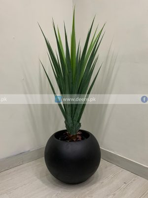 Aloe Vera Plant PL1044