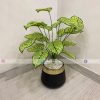 Plant With Fiber Pot PL1046