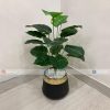 Plant With Fiber Pot PL1047