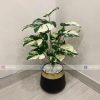Plant With Fiber Pot PL1049