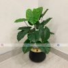 Plant With Fiber Pot PL1050