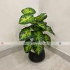 Plant With Fiber Pot PL1051