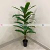 Plant PL1052