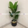 Banana Plant With Fiber Pot PL1059