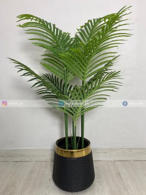 Areca Palm PL1064