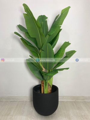 Banana Tree PL1068