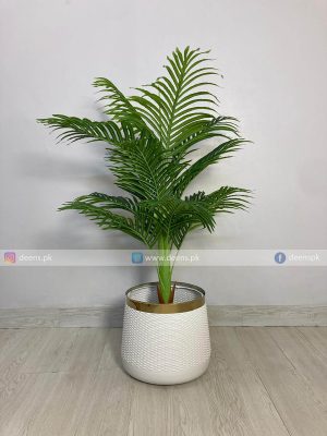 Areca palm plant PL1072