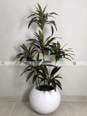 Red Dracaena Reflexa PL1074