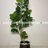 Fiddle Leaf Plant PL1071