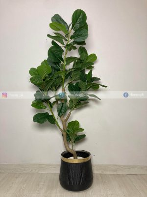 Fiddle Leaf Plant PL1071