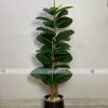 Ficus Lyrata PL1076