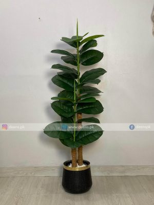 Ficus Lyrata PL1076