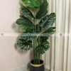 Monstera Plant PL1083