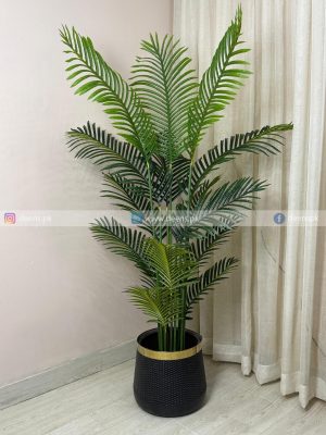 Areca Palm Plant PL1082