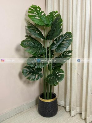 Monstera Plant PL1083