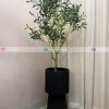 Olive Plant PL1084