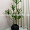 Dracaena Marginata Plant With Planter PL1089