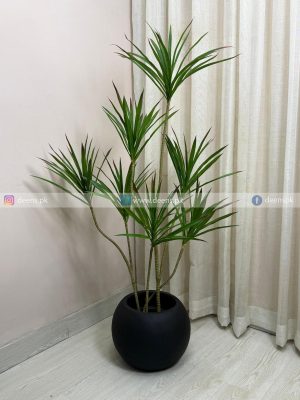 Dracaena Marginata Plant With Planter PL1089