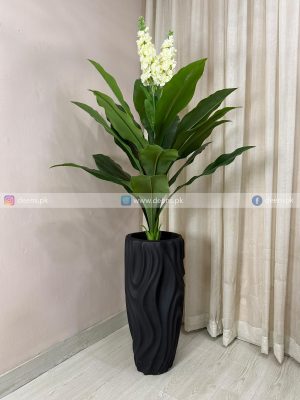 White Champa Flower Plant PL1093