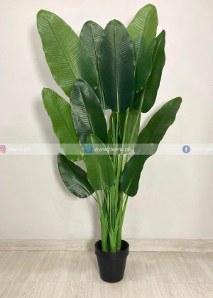 Banana Plant PL1005