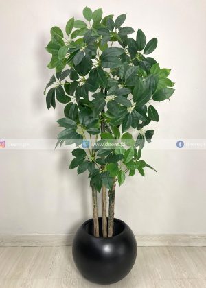 Chikoo Plant With Planter PL1009