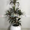 Red Dracaena Reflexa Plant With Planter PL1011