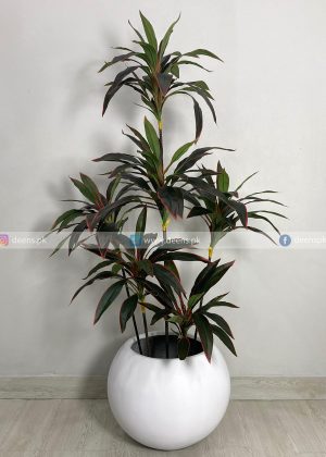 Red Dracaena Reflexa Plant With Planter PL1011