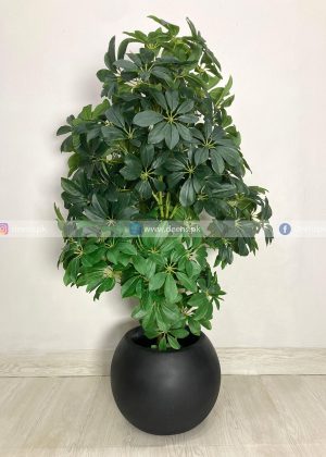 Chikoo Plant With Planter PL1012