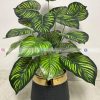 Money Plant PL1014